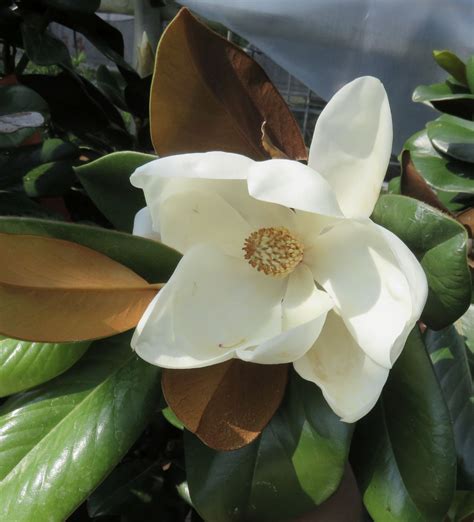 11 dwarf magnolia tree varieties for your home or garden – Artofit