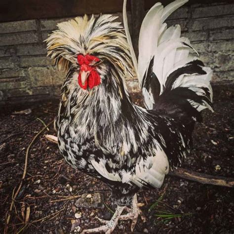 9 Hottest Fancy Chicken Breeds If You Want To Start A Coop
