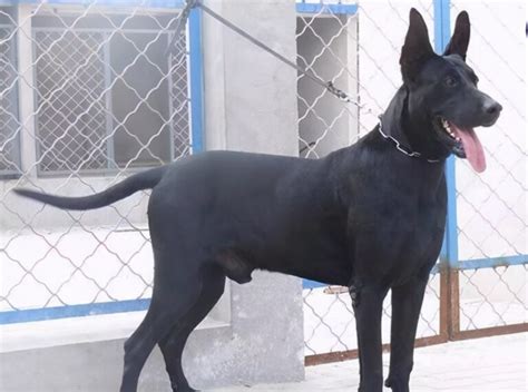 狗,黑色,黑色的狗高清图库素材免费下载(图片编号:6550008)-六图网