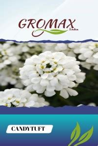 Gromax India Candy Tuft Seed Price in India - Buy Gromax India Candy ...