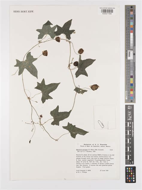 Melothria pringlei (S.Watson) Mart.Crov. | Plants of the World Online ...