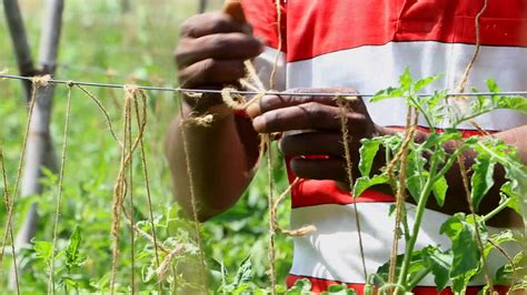 Staking Tomatoes with String 的图像结果