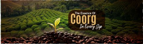 Levista Premium Instant Coffee (Can) (100 Grams) | Premium Blend of 80% ...