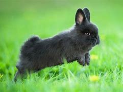 Image result for Black and White Bunny Names