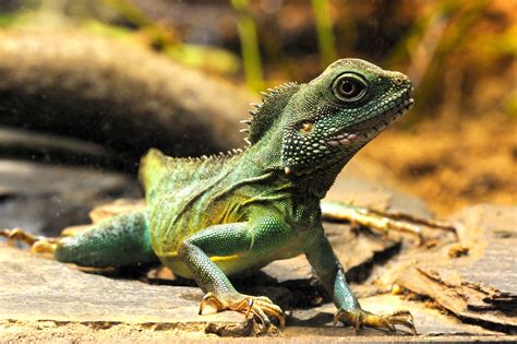 Water Dragon Iguana Chinese Water Dragon Care Guide: Diet, Housing