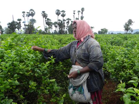 No place for flowers and workers in Andhra Pradesh's new capital
