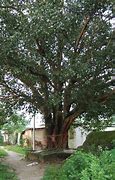Image result for Pipal Tree Top View Plan