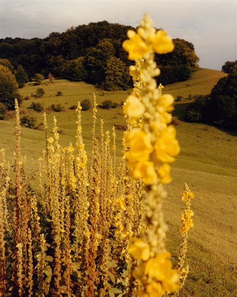 Natural World 的图像结果