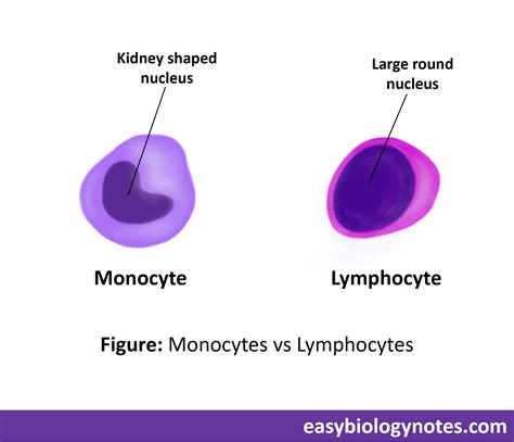 Blood - Definition, Composition and Functions