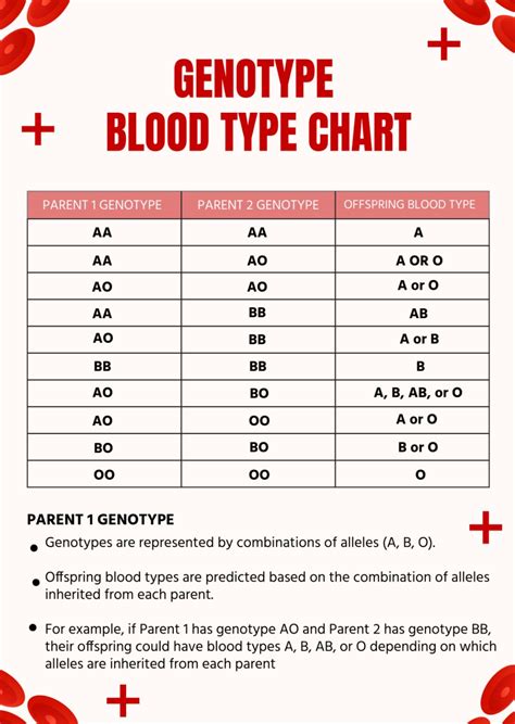 Blood Type Genotypes: What Are They? There are eight main blood ...
