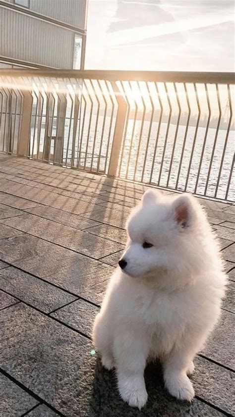 Samoyed dogs cafe – Artofit