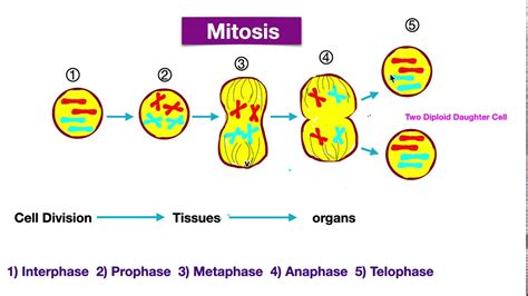 Image result for Cell Division Process