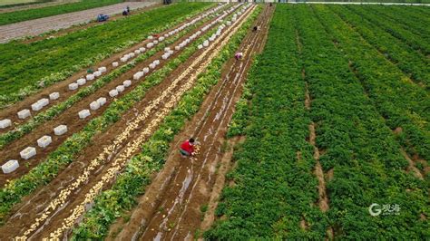 土豆变“金豆”！青岛40万亩土豆喜迎丰收季-青报网-青岛日报官网