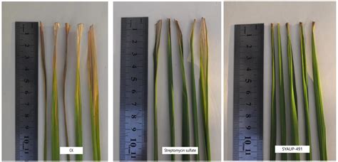 Antibacterial Activities and Underlying Mechanisms of the Compound ...