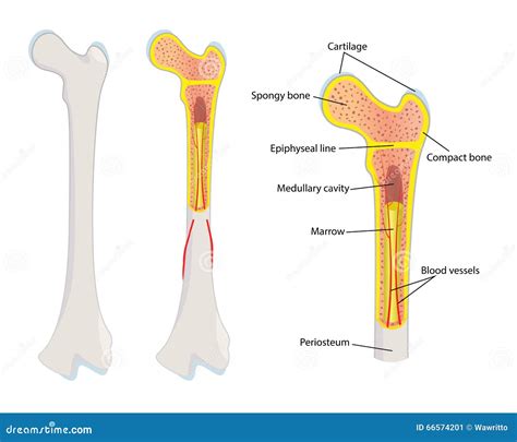 Human bone anatomy, stock vector. Illustration of medicine - 66574201