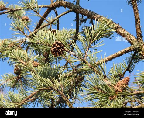 Species of gymnosperm tree hi-res stock photography and images - Alamy