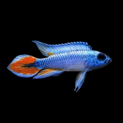 FISHY FRIEND AQUA