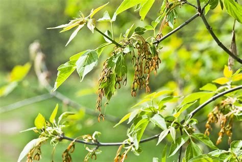 Box Elder Tree Identification: Reveal Facts Characteristics of Boxelder ...
