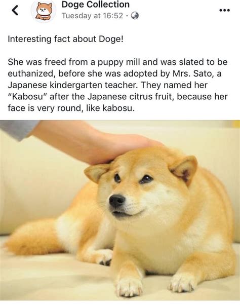What is Doge Mean? Unveiling the Story Behind the Meme
