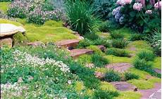 plantes vivaces pour talus couvre sols et talus vente plantes couvre sol et plantes plantes vivaces pour talus couvre sols et talus vente plantes couvre sol et plantes