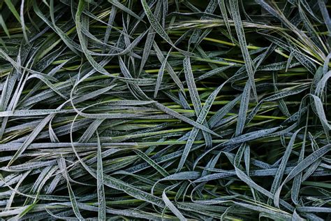 PHOTOS: Immersed in nature at Walnut Creek's Shell Ridge Open Space