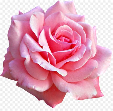 Free Transparent Pink Flowers, Download Free Transparent Pink Flowers ...