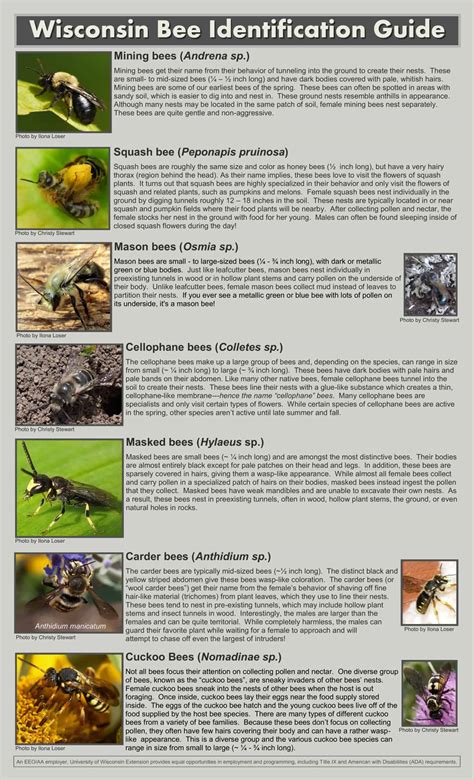 46+ Free Printable Bee Identification Charts [PDF]