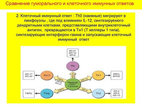 Клеточный иммунный ответ. Основные популяции клеток и механизмы их ...