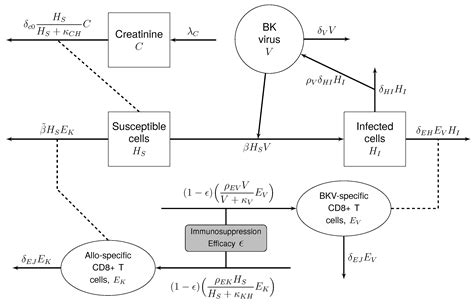 Modeling BK Virus Infection in Renal Transplant Recipients