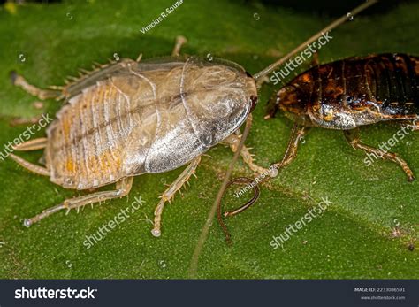 Hissing Cockroach Life Cycle