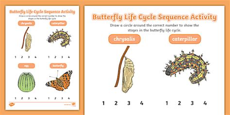 Butterfly Life Cycle Sequence Activity | Twinkl
