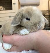 Image result for Cute Fluffy Baby Bunnies