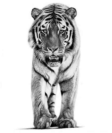 Sketch Of Tiger