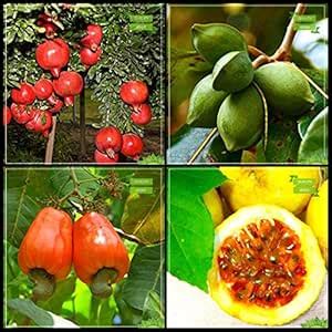 Creative Farmer Plants Seeds Combo Fruit : Pomagranate Dwarf, Sea ...