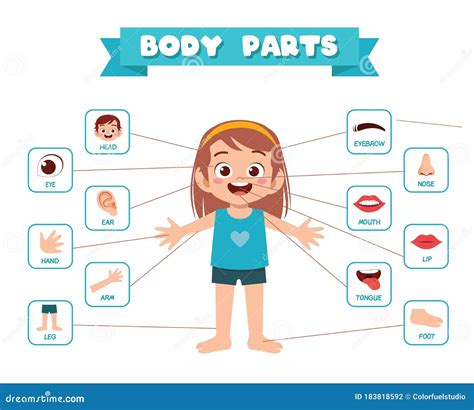 Boy And Girl. Body Parts, Anatomy Cartoon Vector | CartoonDealer.com #88316253