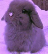 Image result for Cute Sleeping Baby Bunnies