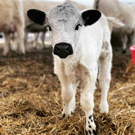 7 Questions About British White Cattle — Black Label Farms