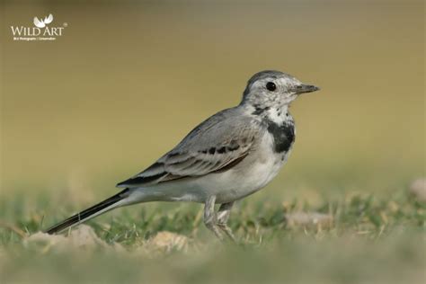 White Wagtail | Wagtails | Wagtails, Pipits (Motacillidae) | Gallery ...