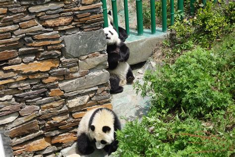 2020卧龙中华大熊猫苑神树坪基地-旅游攻略-门票-地址-问答-游记点评，汶川旅游旅游景点推荐-去哪儿攻略