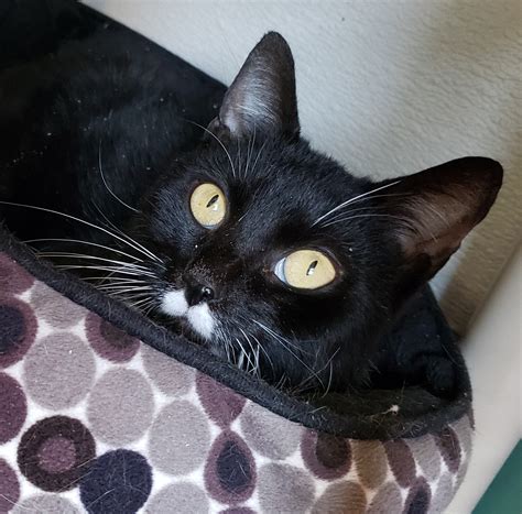 HUMANE SOCIETY WATERVILLE AREA - Waterville ME - Hours, Directions ...