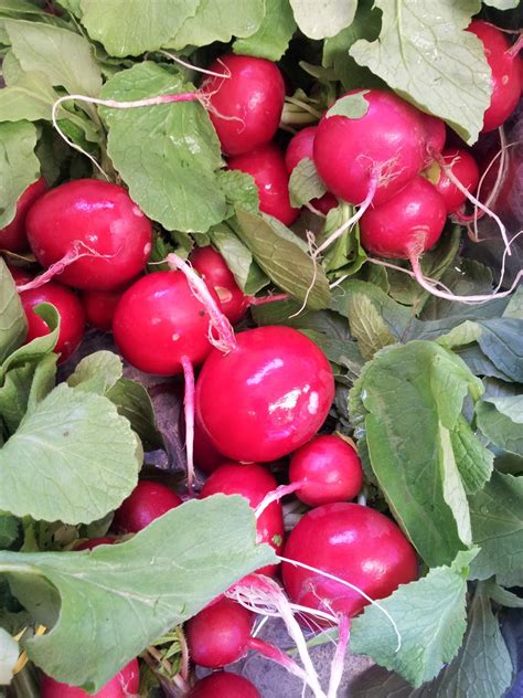 Are Radishes Supposed To Be Spicy at Arnetta Parker blog