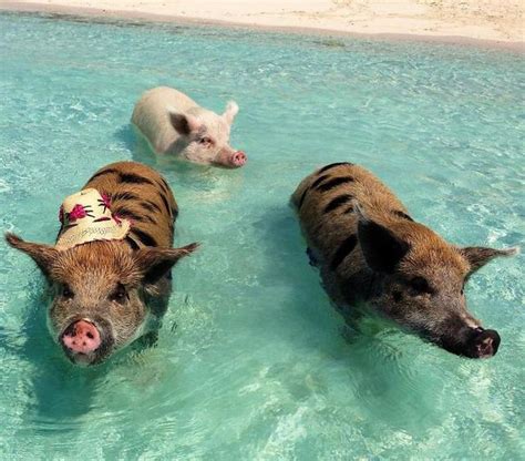 巴哈马海滩上，比比基尼女郎更性感的是一群会游泳的猪 - 每日头条