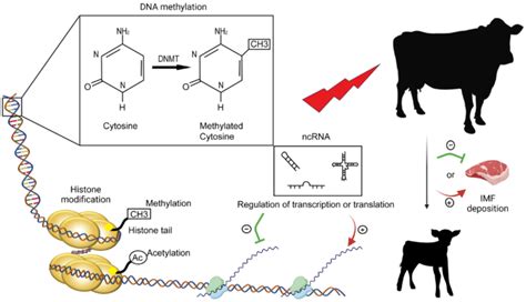 DNA Modification 的图像结果