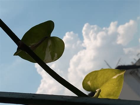 Free Images : nature, sky, cloud, twig, woody plant, Tints and shades ...