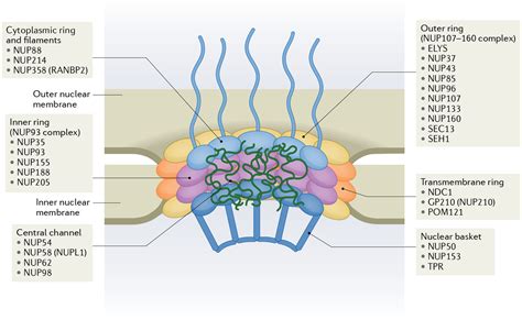 Nuclear pore complexes - a doorway to neural injury in ...