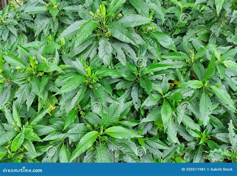 Planta Adulsa También Llamada Nuez De Malabar. Justicia Adhatoda ...