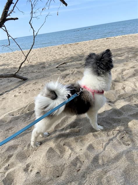 How much do everyone’s Poms weigh? My girl is 10.6lb at 5 months so I’m ...