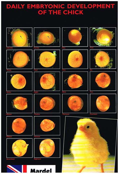 Chicken Embryo Development