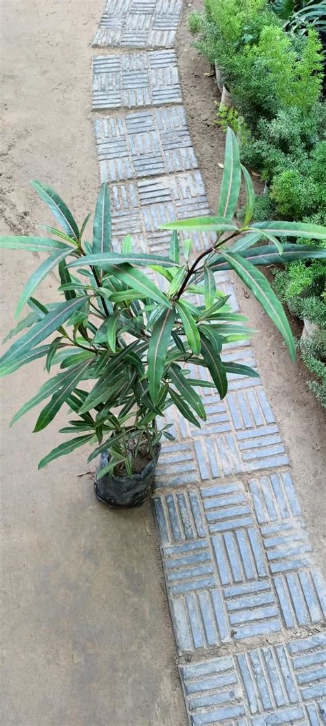 MAAN ORGANIC FARMS Barleria Prionitis Medicinal Plant