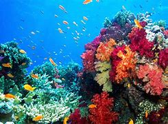 Image result for marine resources